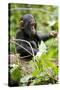 Africa, Uganda, Kibale National Park. An infant chimpanzee plays with a stick.-Kristin Mosher-Stretched Canvas