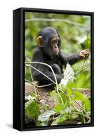 Africa, Uganda, Kibale National Park. An infant chimpanzee plays with a stick.-Kristin Mosher-Framed Stretched Canvas