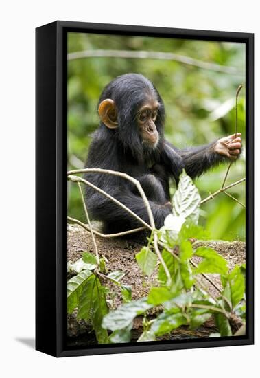 Africa, Uganda, Kibale National Park. An infant chimpanzee plays with a stick.-Kristin Mosher-Framed Stretched Canvas