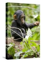 Africa, Uganda, Kibale National Park. An infant chimpanzee plays with a stick.-Kristin Mosher-Stretched Canvas