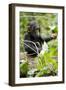 Africa, Uganda, Kibale National Park. An infant chimpanzee plays with a stick.-Kristin Mosher-Framed Photographic Print