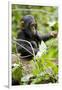 Africa, Uganda, Kibale National Park. An infant chimpanzee plays with a stick.-Kristin Mosher-Framed Photographic Print