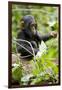 Africa, Uganda, Kibale National Park. An infant chimpanzee plays with a stick.-Kristin Mosher-Framed Photographic Print