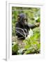 Africa, Uganda, Kibale National Park. An infant chimpanzee plays with a stick.-Kristin Mosher-Framed Premium Photographic Print