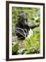 Africa, Uganda, Kibale National Park. An infant chimpanzee plays with a stick.-Kristin Mosher-Framed Premium Photographic Print