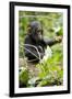 Africa, Uganda, Kibale National Park. An infant chimpanzee plays with a stick.-Kristin Mosher-Framed Premium Photographic Print