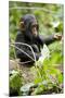 Africa, Uganda, Kibale National Park. An infant chimpanzee plays with a stick.-Kristin Mosher-Mounted Premium Photographic Print