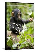 Africa, Uganda, Kibale National Park. An infant chimpanzee plays with a stick.-Kristin Mosher-Framed Stretched Canvas