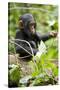 Africa, Uganda, Kibale National Park. An infant chimpanzee plays with a stick.-Kristin Mosher-Stretched Canvas