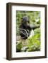 Africa, Uganda, Kibale National Park. An infant chimpanzee plays with a stick.-Kristin Mosher-Framed Photographic Print