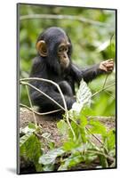 Africa, Uganda, Kibale National Park. An infant chimpanzee plays with a stick.-Kristin Mosher-Mounted Photographic Print