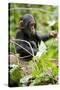 Africa, Uganda, Kibale National Park. An infant chimpanzee plays with a stick.-Kristin Mosher-Stretched Canvas