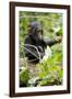 Africa, Uganda, Kibale National Park. An infant chimpanzee plays with a stick.-Kristin Mosher-Framed Photographic Print