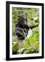 Africa, Uganda, Kibale National Park. An infant chimpanzee plays with a stick.-Kristin Mosher-Framed Photographic Print