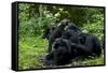 Africa, Uganda, Kibale National Park. Chimpanzee males viewing a female.-Kristin Mosher-Framed Stretched Canvas