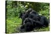 Africa, Uganda, Kibale National Park. Chimpanzee males viewing a female.-Kristin Mosher-Stretched Canvas