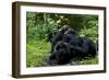 Africa, Uganda, Kibale National Park. Chimpanzee males viewing a female.-Kristin Mosher-Framed Photographic Print