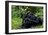 Africa, Uganda, Kibale National Park. Chimpanzee males viewing a female.-Kristin Mosher-Framed Photographic Print