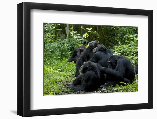 Africa, Uganda, Kibale National Park. Chimpanzee males viewing a female.-Kristin Mosher-Framed Photographic Print