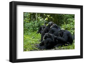 Africa, Uganda, Kibale National Park. Chimpanzee males viewing a female.-Kristin Mosher-Framed Photographic Print