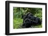 Africa, Uganda, Kibale National Park. Chimpanzee males viewing a female.-Kristin Mosher-Framed Photographic Print