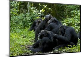 Africa, Uganda, Kibale National Park. Chimpanzee males viewing a female.-Kristin Mosher-Mounted Photographic Print