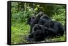 Africa, Uganda, Kibale National Park. Chimpanzee males viewing a female.-Kristin Mosher-Framed Stretched Canvas