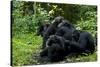 Africa, Uganda, Kibale National Park. Chimpanzee males viewing a female.-Kristin Mosher-Stretched Canvas