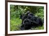 Africa, Uganda, Kibale National Park. Chimpanzee males viewing a female.-Kristin Mosher-Framed Photographic Print