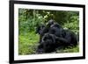 Africa, Uganda, Kibale National Park. Chimpanzee males viewing a female.-Kristin Mosher-Framed Photographic Print