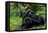 Africa, Uganda, Kibale National Park. Chimpanzee males viewing a female.-Kristin Mosher-Framed Stretched Canvas