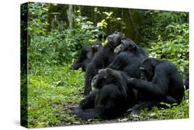 Africa, Uganda, Kibale National Park. Chimpanzee males viewing a female.-Kristin Mosher-Stretched Canvas