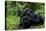 Africa, Uganda, Kibale National Park. Chimpanzee males viewing a female.-Kristin Mosher-Stretched Canvas