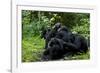 Africa, Uganda, Kibale National Park. Chimpanzee males viewing a female.-Kristin Mosher-Framed Photographic Print