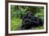 Africa, Uganda, Kibale National Park. Chimpanzee males viewing a female.-Kristin Mosher-Framed Photographic Print