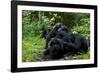 Africa, Uganda, Kibale National Park. Chimpanzee males viewing a female.-Kristin Mosher-Framed Photographic Print