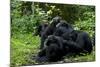 Africa, Uganda, Kibale National Park. Chimpanzee males viewing a female.-Kristin Mosher-Mounted Photographic Print