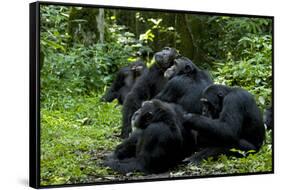 Africa, Uganda, Kibale National Park. Chimpanzee males viewing a female.-Kristin Mosher-Framed Stretched Canvas