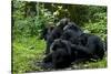 Africa, Uganda, Kibale National Park. Chimpanzee males viewing a female.-Kristin Mosher-Stretched Canvas