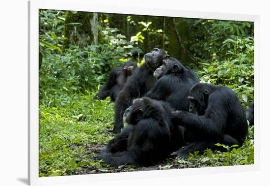 Africa, Uganda, Kibale National Park. Chimpanzee males viewing a female.-Kristin Mosher-Framed Photographic Print