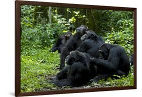 Africa, Uganda, Kibale National Park. Chimpanzee males viewing a female.-Kristin Mosher-Framed Photographic Print