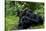 Africa, Uganda, Kibale National Park. Chimpanzee males viewing a female.-Kristin Mosher-Stretched Canvas