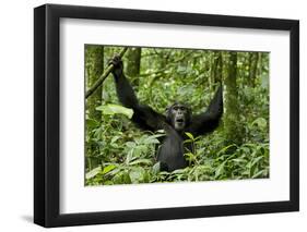 Africa, Uganda, Kibale National Park. Chimpanzee was making faces.-Kristin Mosher-Framed Photographic Print