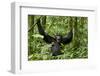 Africa, Uganda, Kibale National Park. Chimpanzee was making faces.-Kristin Mosher-Framed Photographic Print