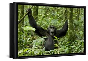 Africa, Uganda, Kibale National Park. Chimpanzee was making faces.-Kristin Mosher-Framed Stretched Canvas