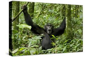 Africa, Uganda, Kibale National Park. Chimpanzee was making faces.-Kristin Mosher-Stretched Canvas