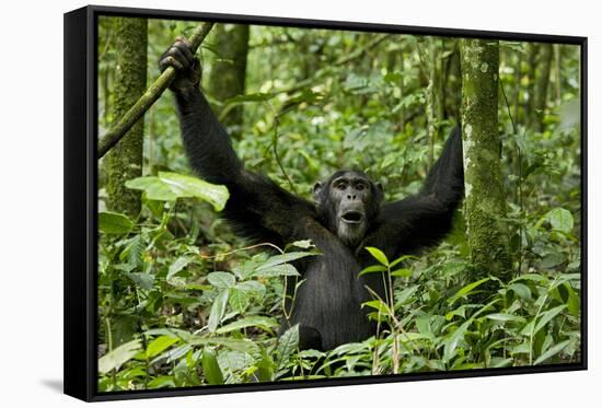 Africa, Uganda, Kibale National Park. Chimpanzee was making faces.-Kristin Mosher-Framed Stretched Canvas