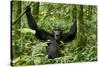 Africa, Uganda, Kibale National Park. Chimpanzee was making faces.-Kristin Mosher-Stretched Canvas