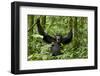 Africa, Uganda, Kibale National Park. Chimpanzee was making faces.-Kristin Mosher-Framed Premium Photographic Print