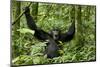 Africa, Uganda, Kibale National Park. Chimpanzee was making faces.-Kristin Mosher-Mounted Premium Photographic Print